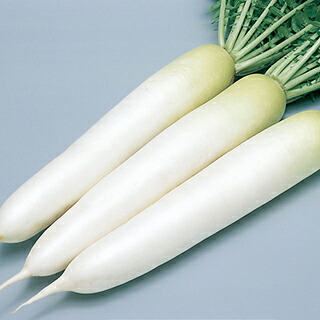大根役者 種 【 冬みね七つ 】 内果皮 2デシリットル缶 （ 種 蔬菜 蔬菜内果皮 蔬菜種 ）