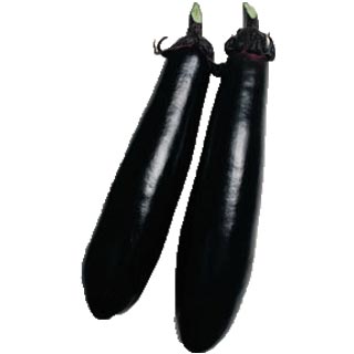 なす 種 【黒陽】 2,000粒 （ 種 草片 草片内果皮 草片種 ）