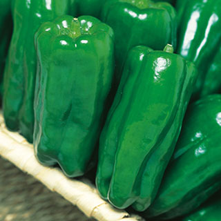 トウガラシ 種 【京ひかり】 1,000粒 （ 種 草片 草片内果皮 草片種 ）