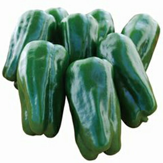 トウガラシ 種 【はばたき３号】 1,000粒 （ 種 蔬菜 蔬菜内果皮 蔬菜種 ）