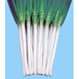 ネギ 種 【 ネギ白林（はくりん） 】 種子 コート（２Ｌ）５千粒 （ 種 野菜 野菜種子 野菜種 ）