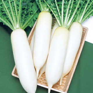 ダイコン 種 三太郎 2dl ダイコンの種 Mooo Apartments Com