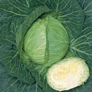 球菜 種 【 彩峰 】 L5千粒 ( 球菜の種 )