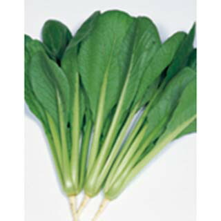 楽天市場】小松菜 ちぢみこまつ菜 20ml(およそ4900粒) (株)渡辺採種場