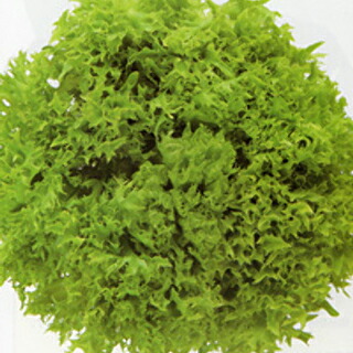 萵苣 種 【 マルチ岩礁2号 】 厚地の外套5千粒 ( 萵苣の種 )