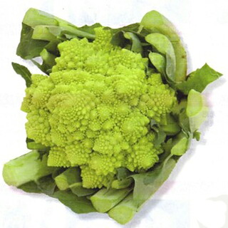 カリフラワー 種 【 ロマネスコ ダ・ヴィンチ 】 Lコート2500粒 ( カリフラワーの種 )｜【菜園くらぶ】家庭菜園の専門店