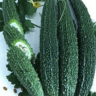 グリーンレイシ 種 【 ブランド 】 2000粒 ( グリーンレイシの種 )|【菜園くらぶ】家庭菜園の専門店