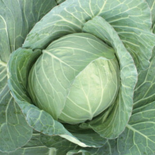 球菜 種 【 YR愛藍 】 ペレット5千粒 ( 球菜の種 )