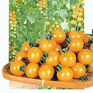 トマト 種 【オレンジパルチェ】 1,000粒 ( 種 野菜 野菜種子 野菜種 )|【菜園くらぶ】家庭菜園の専門店