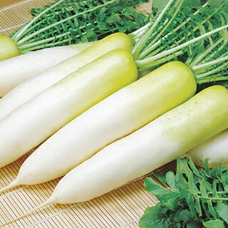 大根 種 【 天宝 】 種子 2dl缶 （ 種 野菜 野菜種子 野菜種 ）｜【菜園くらぶ】家庭菜園の専門店