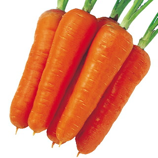 にんじん 種 【 朱紅 】 種子 １万粒コートＬ （ 種 野菜 野菜種子 野菜種 ）