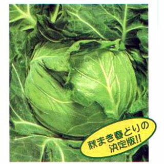 球菜 種 【 シティ 】 内果皮 厚地の外套５千粒（Ｌ） （ 種 蔬菜 蔬菜内果皮 蔬菜種 ） 花・ガーデン・DIY-種子