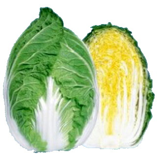 白菜 種 【 黄愛６５ 】 種子 ２０ｍｌ （ 種 野菜 野菜種子 野菜種 ）