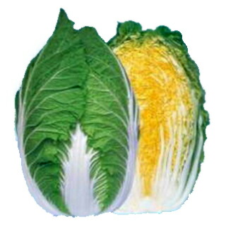 白菜 種 【 黄愛７５ 】 種子 コート（Ｌ）５千粒 （ 種 野菜 野菜種子 野菜種 ）