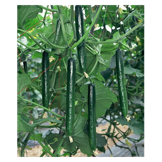 キュウリ 種 350粒 ( キュウリの種 )