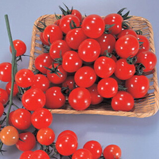 トマト 種 【 サンチェリー250 】 1000粒 ( トマトの種 )｜【菜園くらぶ】家庭菜園の専門店