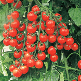トマト 種 【 サンチェリープレミアム 】 1000粒 ( トマトの種 )|【菜園くらぶ】家庭菜園の専門店