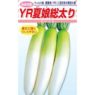 蘿蔔 種 【 ＹＲ夏娘総太り 】 2デシリットル ( 蘿蔔の種 )