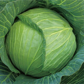 玉菜 種 【 冬系５３１ 】 ペレット5千粒 ( 玉菜の種 )