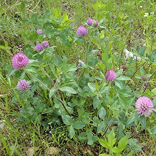 楽天市場】アカクローバーの種(メジューム) 1kg : 千草園芸