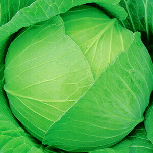 玉菜 種 【 YCRこんごう 】 ペレット5千粒 ( 玉菜の種 )