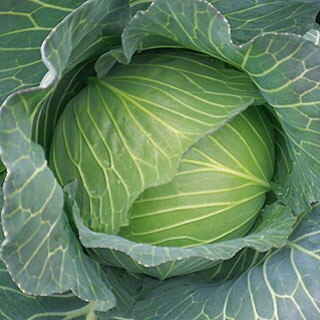 玉菜 種 【 YRたかみね 】 厚地の外套L5千粒 ( 玉菜の種 )