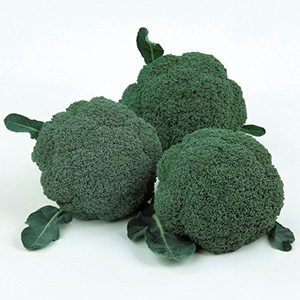 オフィシャルダイレクトストア ブロッコリーの種 野菜