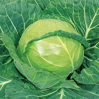 キャベツ 種 【 アーリーボール 】 種子 20ml （ 種 野菜 野菜種子 野菜種 ）