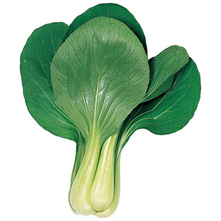 ちんげん菜 種 【 武帝 】 内果皮 2デシリットル （ 種 蔬菜 蔬菜内果皮 蔬菜種 ）