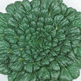 【 緑彩二号タァツァイ 】 種子 1dl （ 種 野菜 野菜種子 野菜種 ）