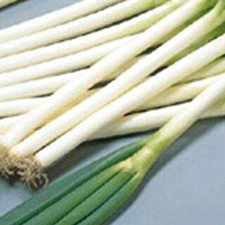 ネギ 種 【 夏扇3号 】 種子 1dl （ 種 野菜 野菜種子 野菜種 ） ★｜【菜園くらぶ】家庭菜園の専門店