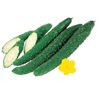 きゅうり 種 【味さんご】 350粒 （ 種 草片 草片内果皮 草片種 ） ★