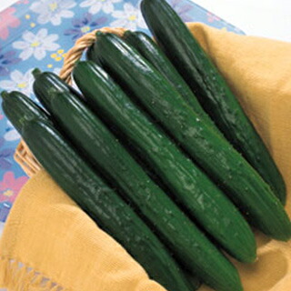 きゅうり 種 【V読み込む】 350粒 （ 種 草片 草片内果皮 草片種 ）