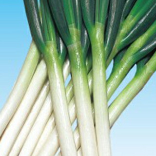 ネギ 種 華青楼 かせいろう 2号 種子 2dl 種 野菜 野菜種子 野菜種 Highsoftsistemas Com Br