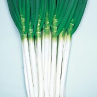 ネギ 種 【 白いこと 】 内果皮 2デシリットル （ 種 蔬菜 蔬菜内果皮 蔬菜種 ）