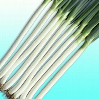 ネギ 種 【 長悦ねぎ 】 内果皮 小袋（約2デシリットル） （ 種 草片 草片内果皮 草片種 ）