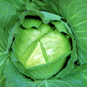 球菜 種 【 SE 】 ペレット5000粒 ( 球菜の種 )