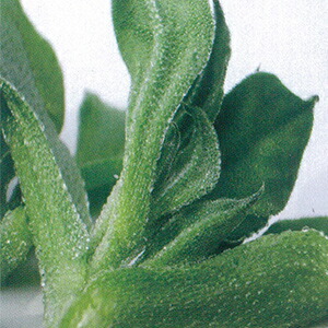 楽天市場 多肉植物 アイスプラント タキイ種苗 ペレット種子 100粒 春まき 秋まき Hana Uta 米沢園芸 楽天市場店