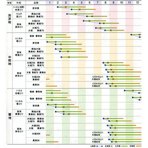 ハクサイ種【黄楽70】ペレット5千粒(ハクサイの種)