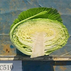 玉菜 種 【 たいと 】 ペレット5千粒 ( 玉菜の種 )