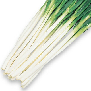 はちみつネギ苗50本 根深1本ネギ はちみつ様専用ネギ苗50本 根深1本ネギ