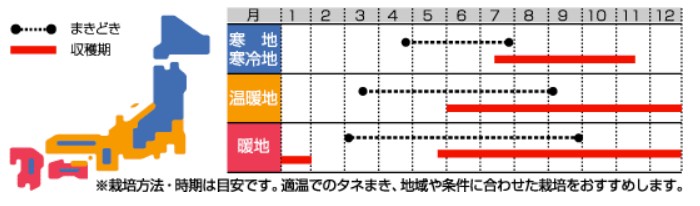 ゴボウ 種 サラダごぼう ダイエット 1l ゴボウの種 Painfreepainrelief Com