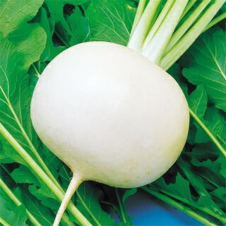 少年 種 【 CRにしき蕪 】 内果皮 2デシリットル （ 種 蔬菜 蔬菜内果皮 蔬菜種 ）