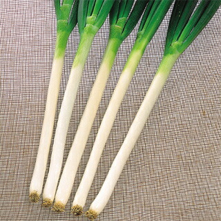 ネギ 種 【 夏山一本太 】 内果皮 2デシリットル （ 種 蔬菜 蔬菜内果皮 蔬菜種 ）