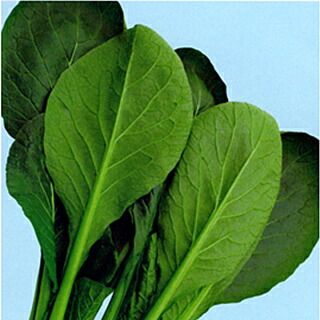 小松菜 種 【江戸の舞】 2dl （ 種 野菜 野菜種子 野菜種 ）