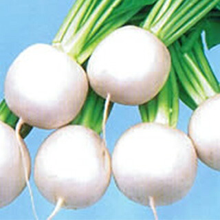 少年 種 【 こけし 】 内果皮 2デシリットル缶 （ 種 蔬菜 蔬菜内果皮 蔬菜種 ）