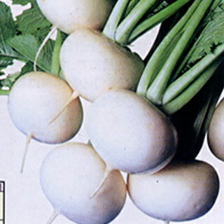 カブ 種 【 耐病もちはだ 】 種子 2dl （ 種 野菜 野菜種子 野菜種 ）