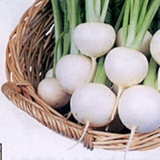 カブ 種 【 みずなみ 】 種子 2dl ( 種 野菜 野菜種子 野菜種 )|【菜園くらぶ】家庭菜園の専門店