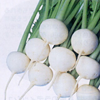 坊や 種 【 ふく滅多に無い 】 内果皮 2デシリットル （ 種 蔬菜 蔬菜内果皮 蔬菜種 ）