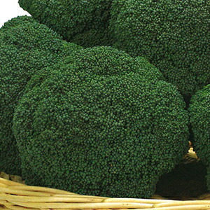 楽天市場】 SK9-099 ブロッコリー種子 【野菜種子】【サカタ交配